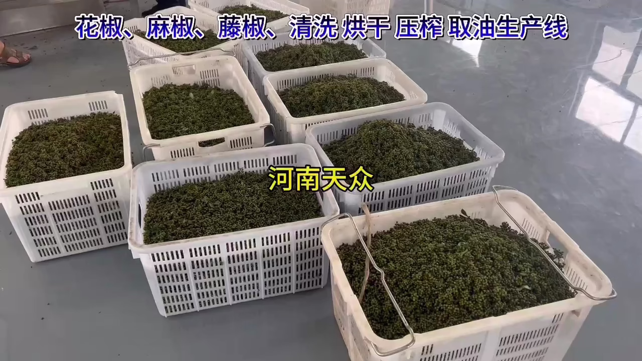 花椒麻椒藤椒清洗壓榨取油生產線